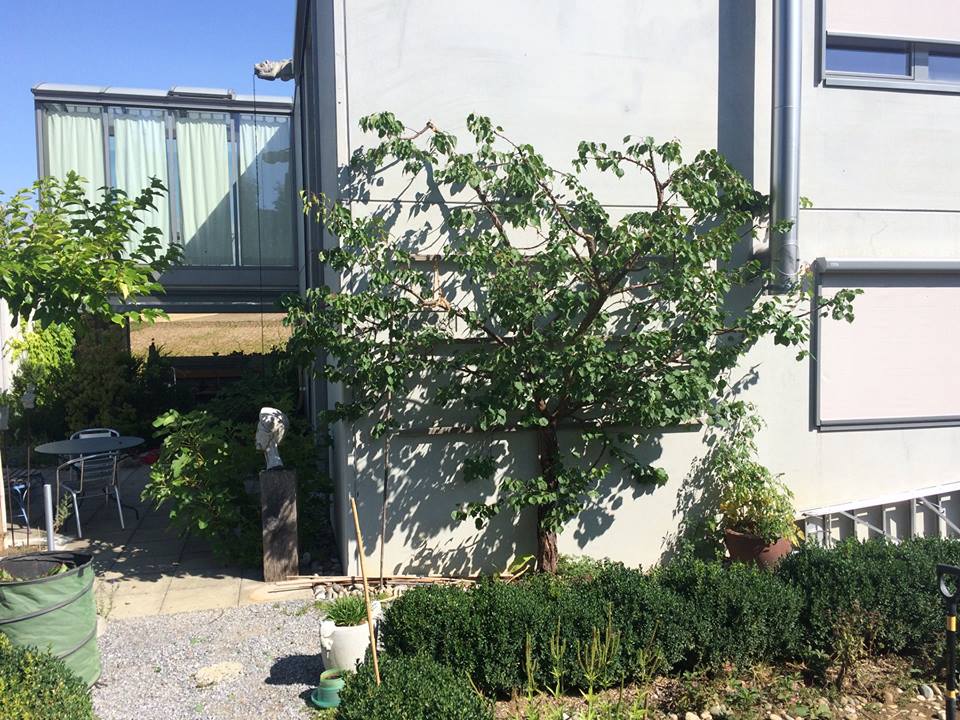 Mandelaprikose wivena GmbH