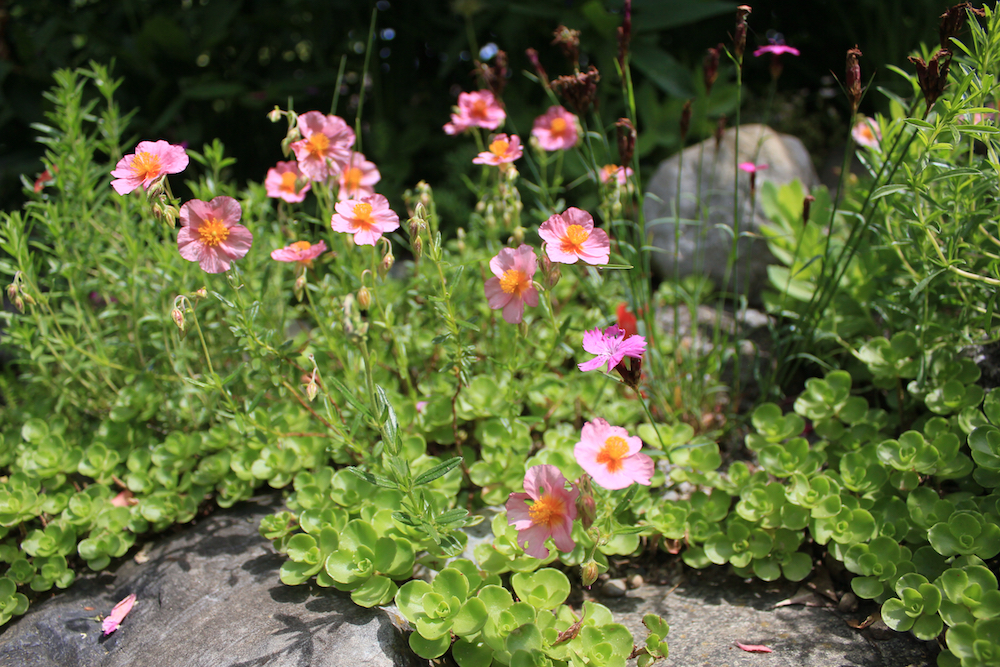 Helianthemum Lawson's Pink
