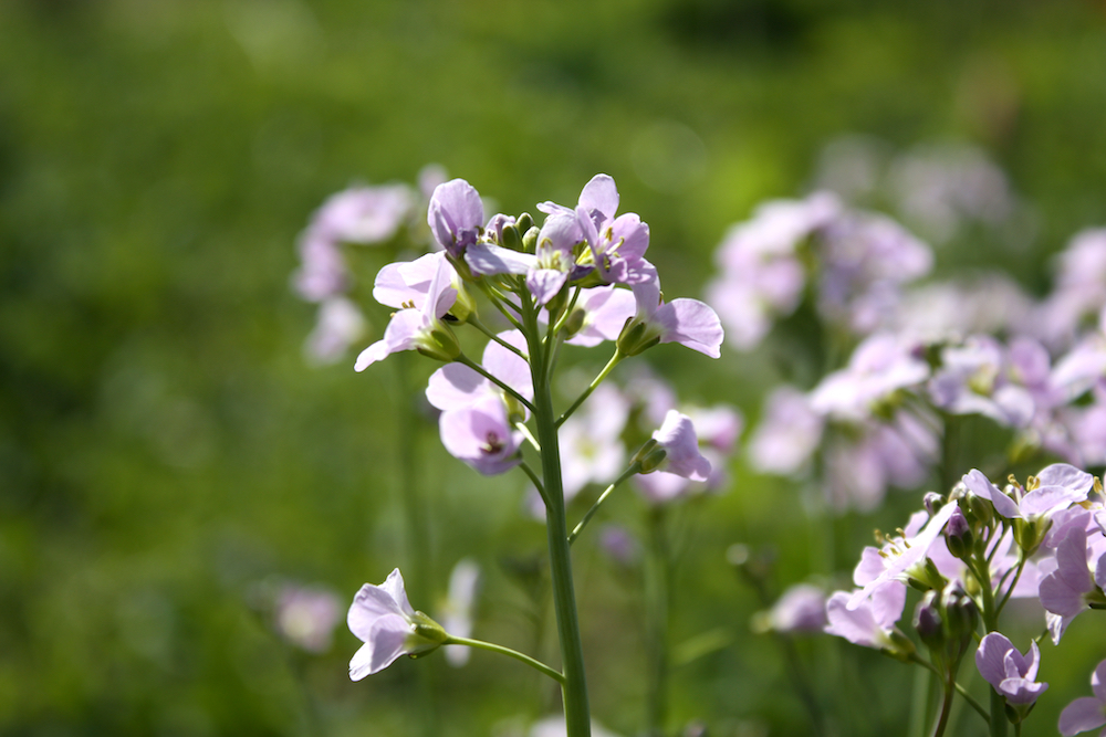 Cardamine pratensis Wiesen-Schaumkraut wivena GmbH