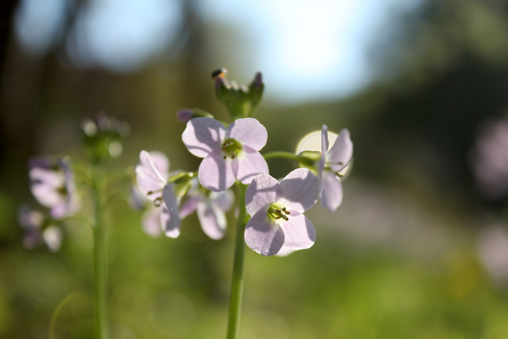 Cardamine pratensis Wiesen-Schaumkraut wivena GmbH