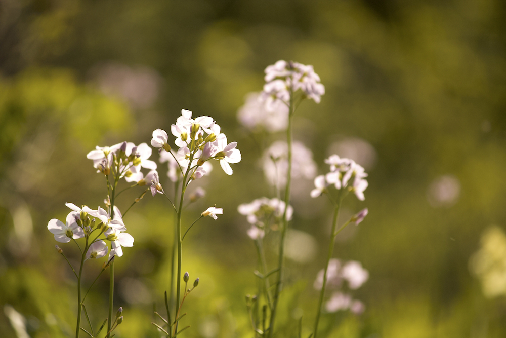 Cardamine pratensis Wiesen-Schaumkraut wivena GmbH