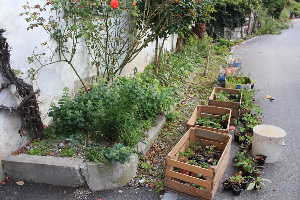 wivena GmbH Gartengestaltung