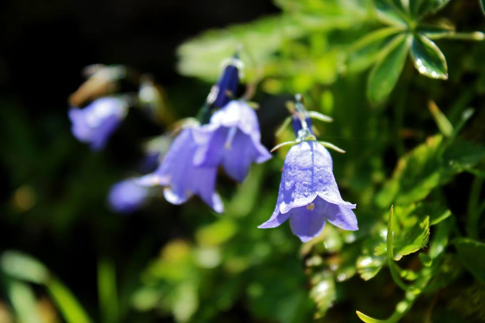 wivena GmbH Campanula rotundifolia