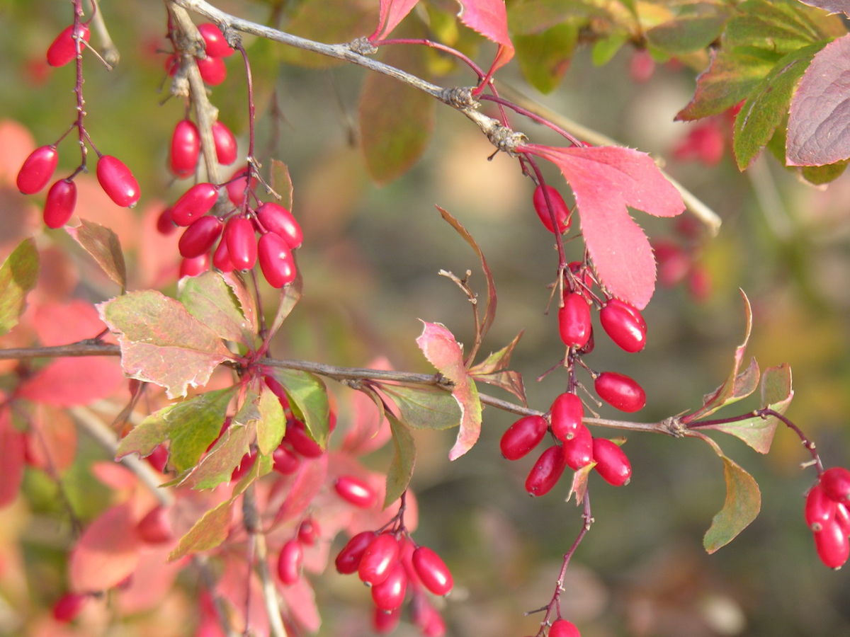 wivena GmbH Wildhecke Berberis vulgaris