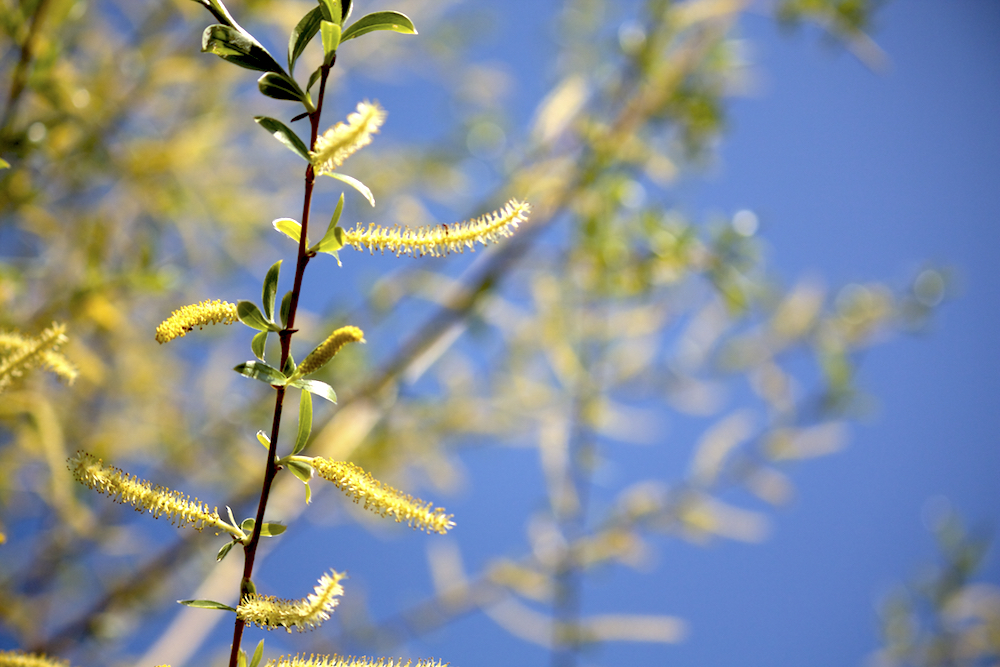 wivena GmbH Silber-Weide Salix alba