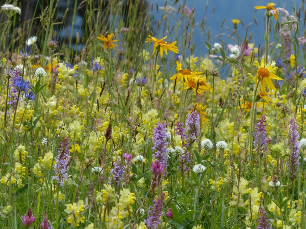wivena GmbH Naturelemente Blumenwiesen