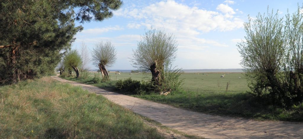 wivena GmbH Naturelemente Kopfweiden