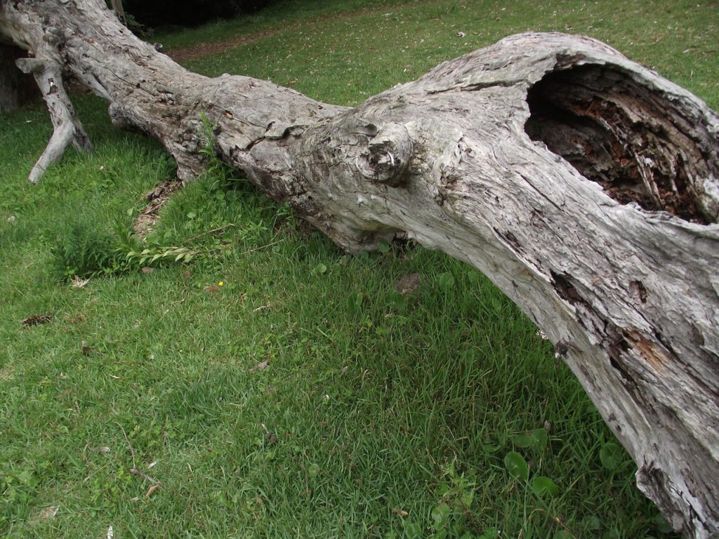 wivena GmbH Naturelemente Totholzelemente