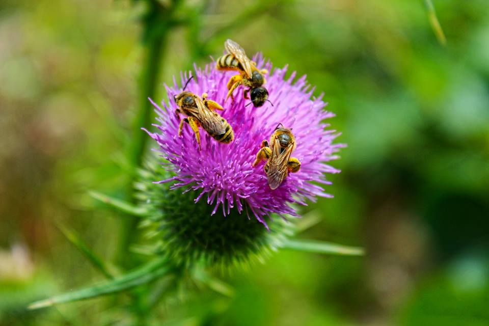 wivena GmbH Gewöhnliche Kratzdistel Furchenbienen