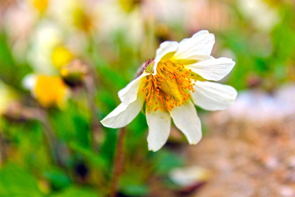 wivena GmbH Dryas x suendermannii