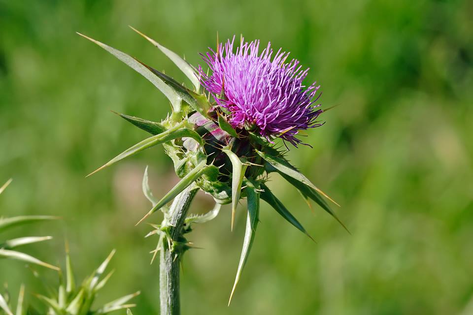wivena GmbH Mariendistel