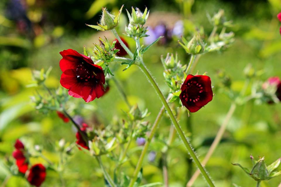 wivena GmbH Potentilla thurberi 'Monarch's Velvet'