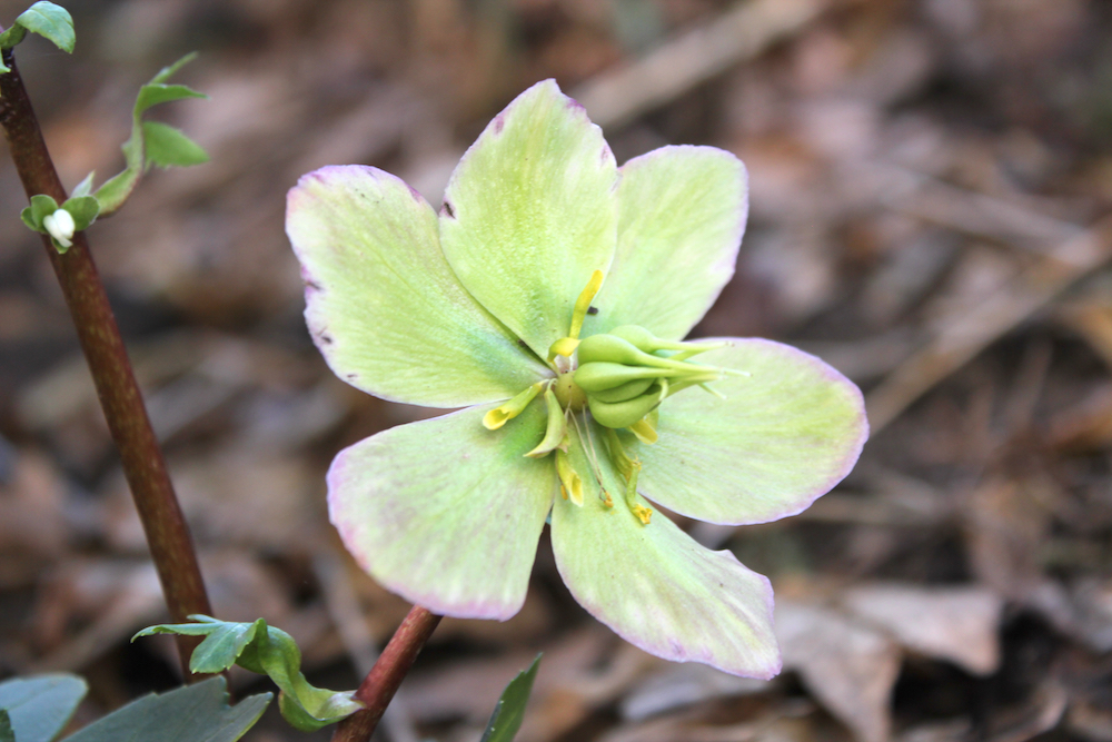 wivena GmbH Helleborus niger