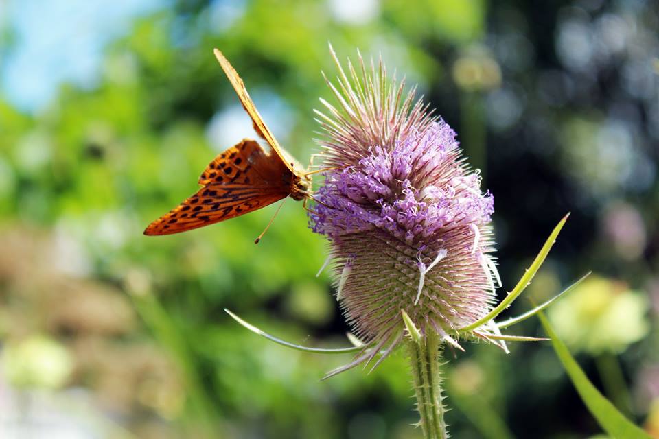 wivena GmbH Dipsacus fullonum