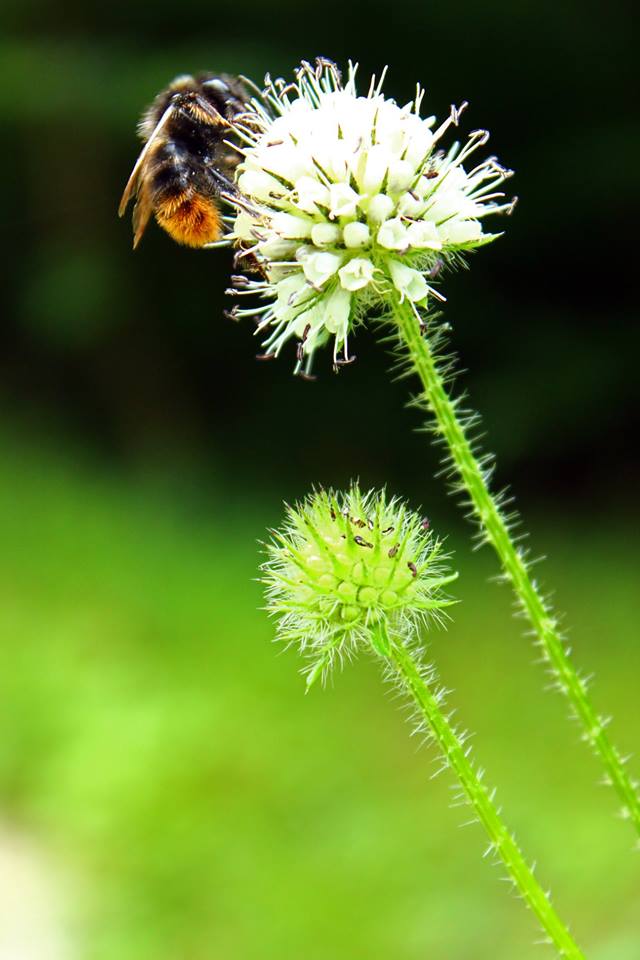 wivena GmbH Dipsacus pilosus