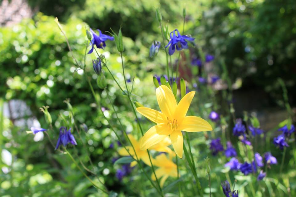 wivena GmbH Akelei und Hemerocallis